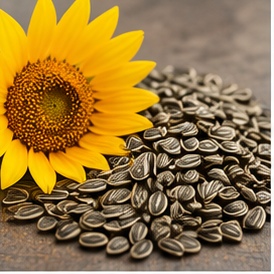 Sunflower seeds