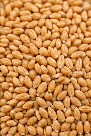 Wheat