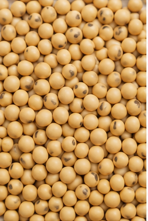 Soya Beans